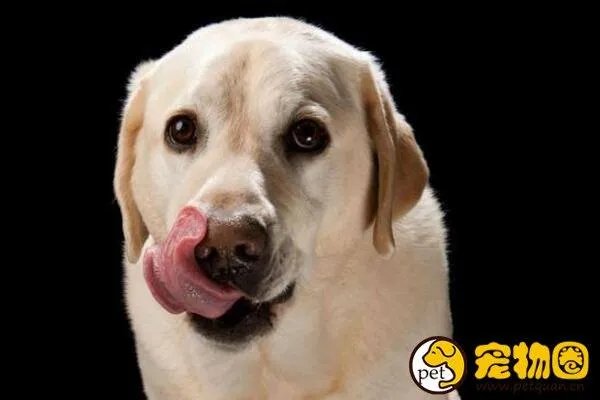 狗吃人事件是真是假，与主人关系越好越容易吃主人尸体