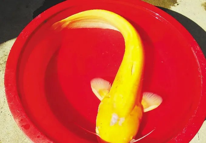 男子钓金黄大怪鱼他咋处理这条鱼？