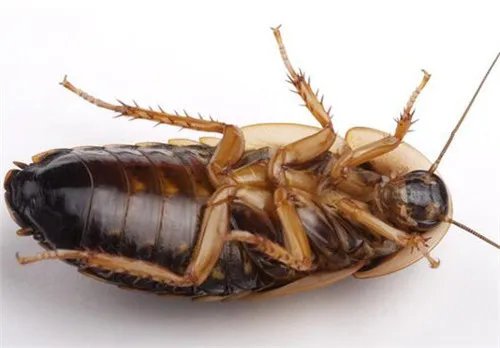 蟑螂会咬人吗  蟑螂咬人有毒吗