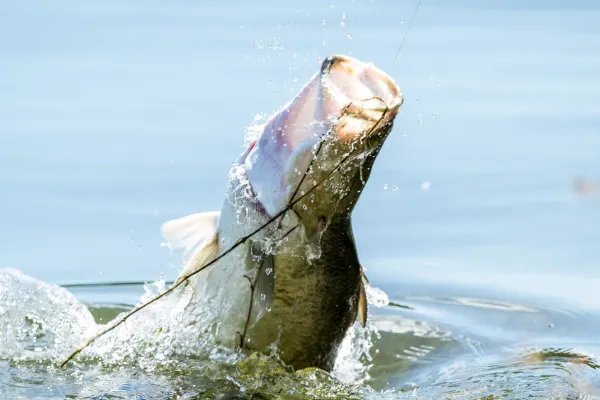 冬天锚钩锚鱼技巧