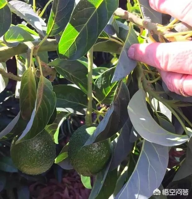 为什么智利和墨西哥都要争夺中国的牛油果市场？