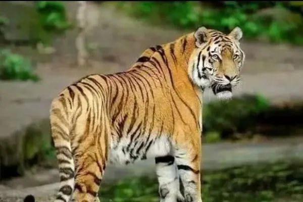 珲春东北虎夜间横穿马路还与人对视，野生老虎的杀伤力有多大？