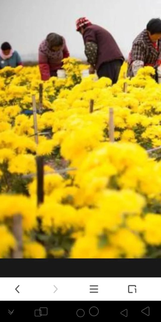 “黄花闺女”中的“黄花”到底是什么由来？