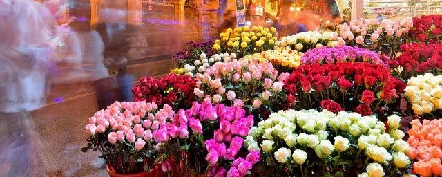 玫瑰花支数的含义