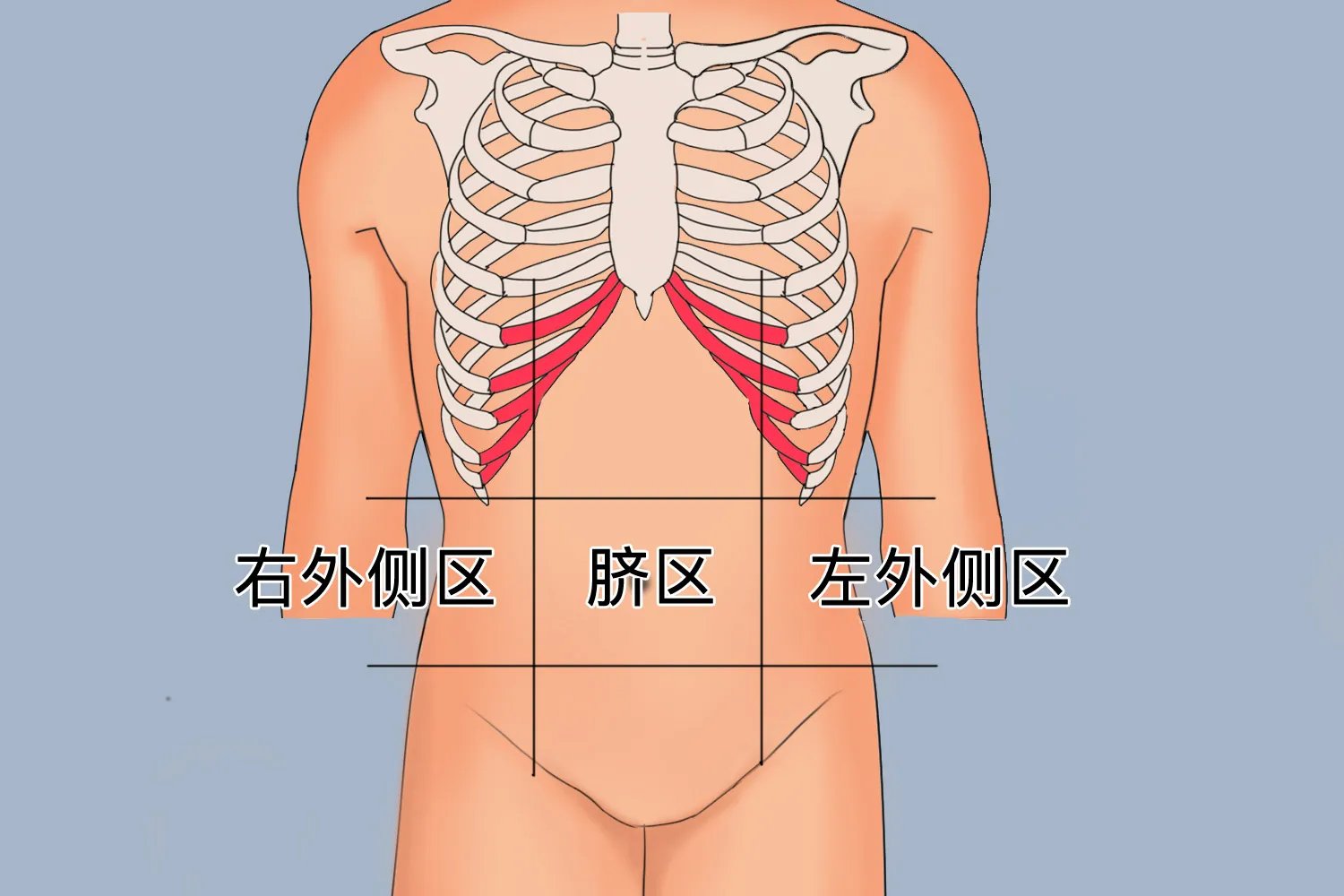 中腹部在哪个位置图解
