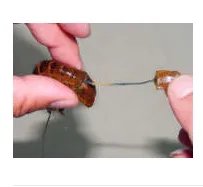 学做小龙虾，有不错的师傅吗