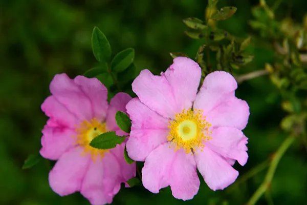 刺梨的功效与作用