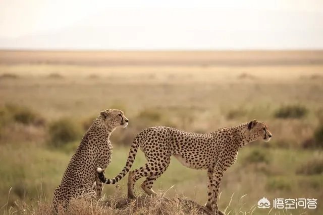 21世纪有哪些著名的旅行家？