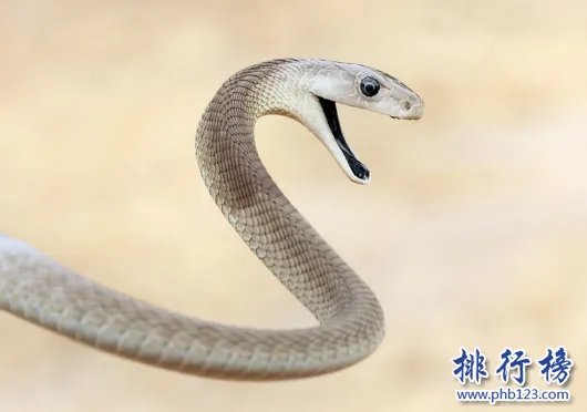 黑曼巴蛇VS眼镜王蛇,它们到底谁更厉害（两者不相上下）