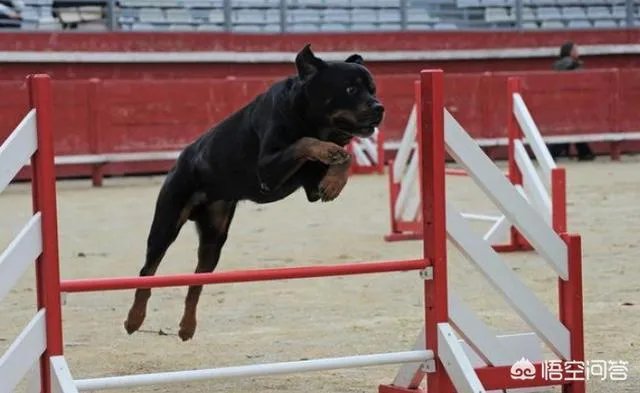 为什么罗威纳很少有人养？