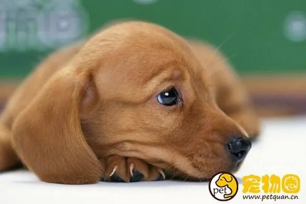 狗吃人事件是真是假，与主人关系越好越容易吃主人尸体