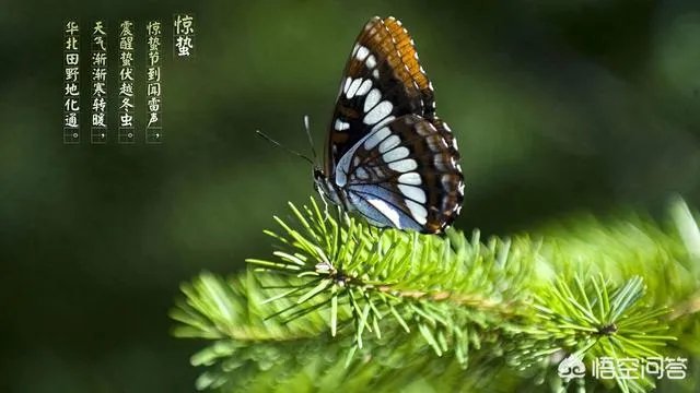 惊蛰是什么意思?