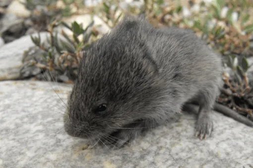 请简述“鼠疫”发生在哪一年？及其发展史。