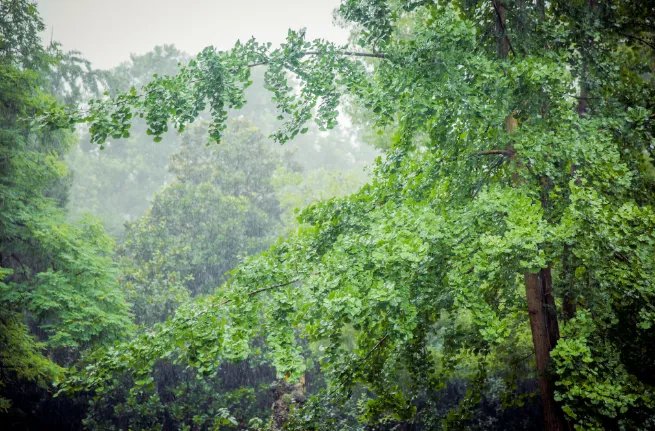 什么时候入梅什么时候出梅2021 今年啥时候入梅和出梅2021