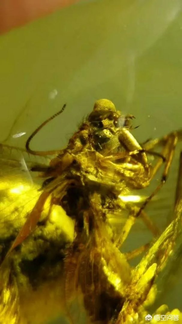 缅甸琥珀是最硬的琥珀吗?缅甸琥珀有什么特点?