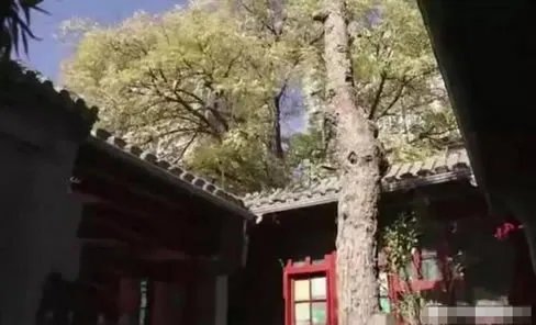 李晨北京四合院曝光：外景一览,李晨妈妈出镜