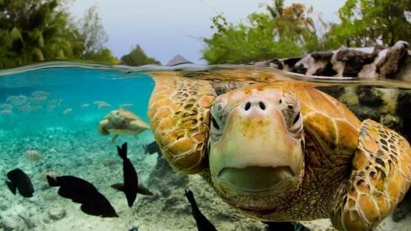 老汉菜地捡到大龟是怎么回事？