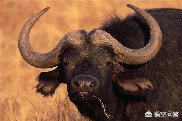 白肢野牛和非洲野牛哪个战斗力更强、牛角更有杀伤力?