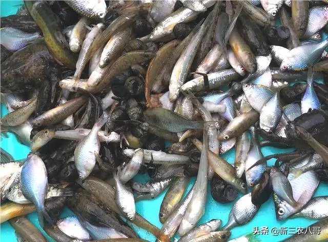 农村鱼塘增8亩，鱼塘用多大的增氧机比较好，该注意些什么？叶轮式增氧用多大的？