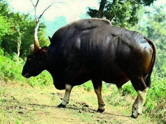 白肢野牛和非洲野牛哪个战斗力更强、牛角更有杀伤力?