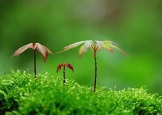 人生不在初相逢，铅华洗尽出自那首诗