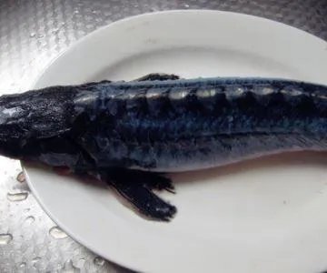 鲟鳇鱼的头能吃吗