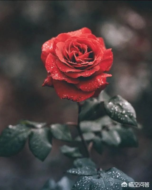 阴雨天如何拍出好照片?