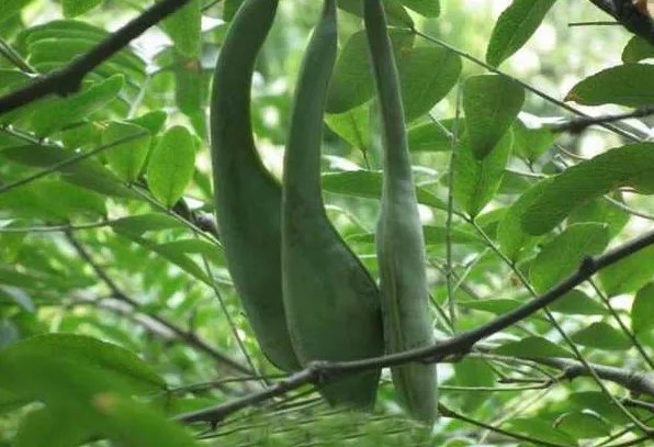 古代有洗发水吗？