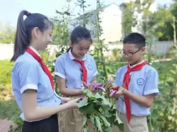 劳动课正式升级为中小学独立课程，孩子们要学哪些劳动技能？