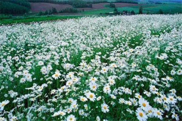 世界十大花海 最浪漫不过普罗旺斯薰衣草,一定要去