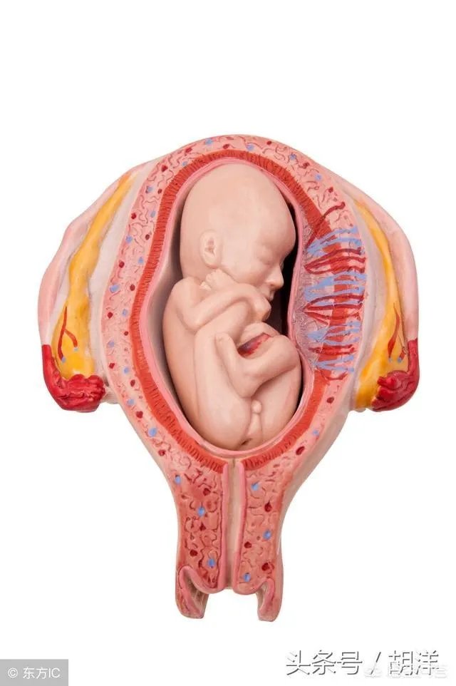 网曝刘强东妹妹因羊水栓塞去世,作为产妇“致命恶魔”的它到底有多可怕?