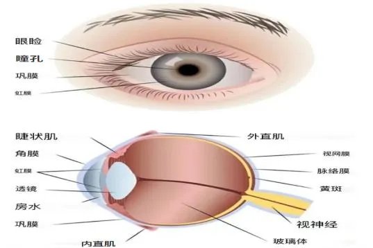 眼睛的基本结构和功能示意图