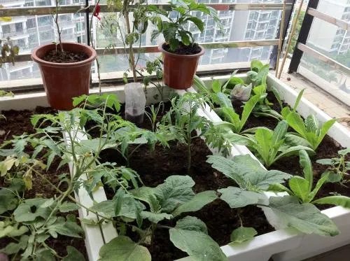 阳台种菜需要注意哪些 阳台种菜方法