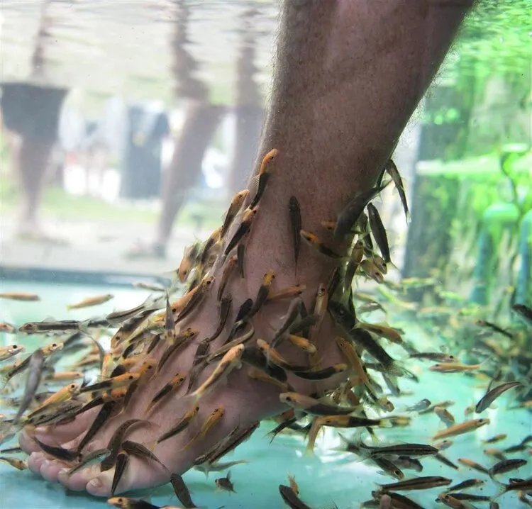 做鱼疗能治病？运气不好，还可能“致病”