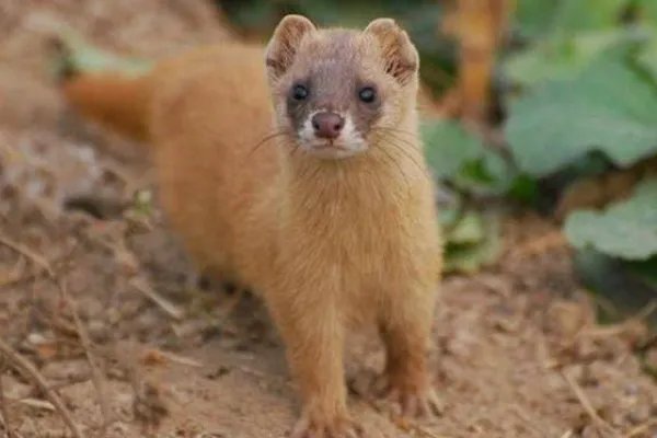 黄鼠狼吃什么？