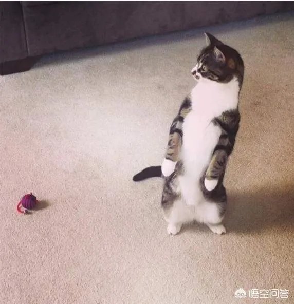 猫为什么可以站着？