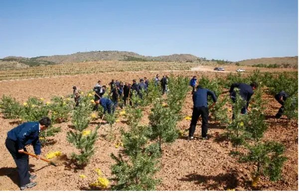 十三五以来，山西右玉每年大规模推进造林绿化，目前有了怎样显著的成就？
