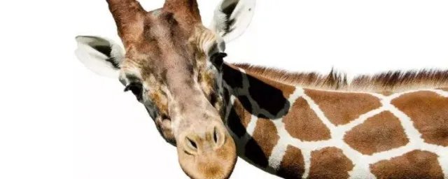 什么动物天生就是高血压