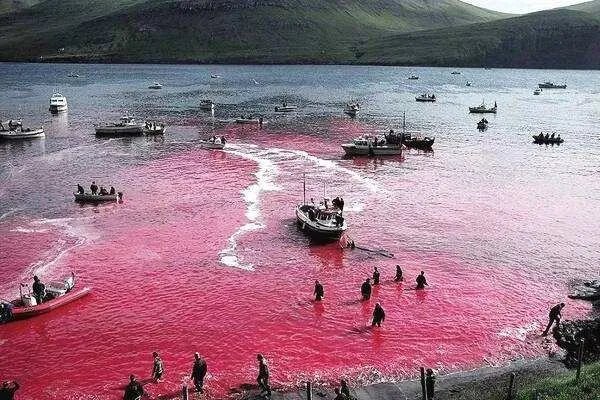 很多国家不允许捕鲸，为何日本恢复商业捕鲸？