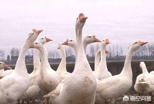 在广西这边养什么鹅好养殖？