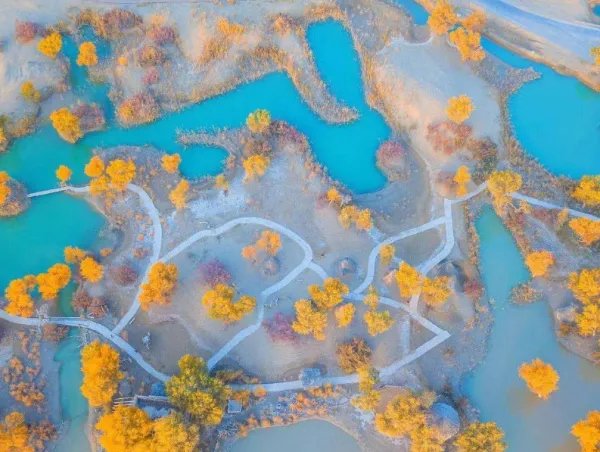 塔里木河胡杨林为何会被称为“人间仙境”?