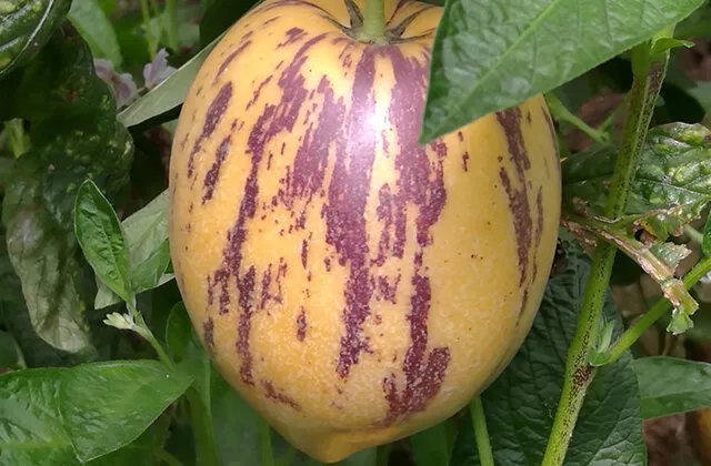 人参果树是真的吗？几年开花结果？人参果树怎么种植？