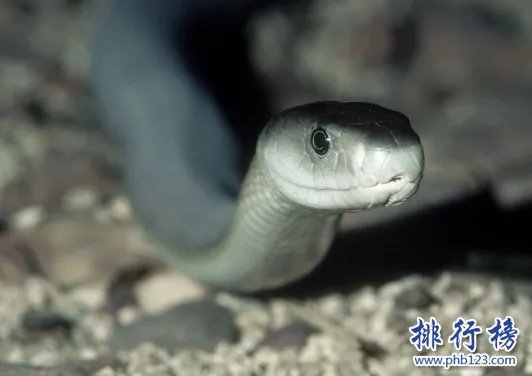 黑曼巴蛇VS眼镜王蛇,它们到底谁更厉害（两者不相上下）