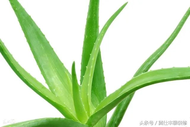 新房子装修好多久可以入住?还有除甲醛有什么可靠的方法?