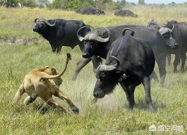 白肢野牛和非洲野牛哪个战斗力更强、牛角更有杀伤力?