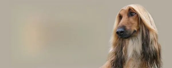 阿富汗犬怎么养