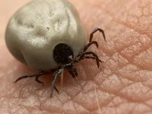 住宾馆被虫咬伤 被虫咬处理贴士速GET