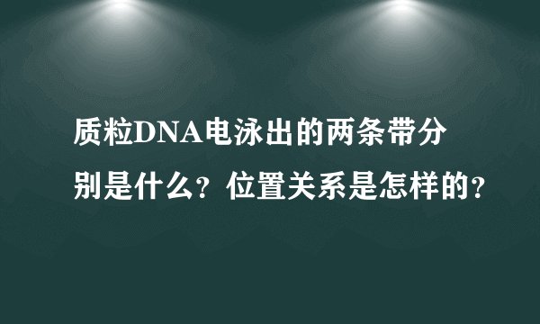 质粒DNA电泳出的两条带分别是什么？位置关系是怎样的？