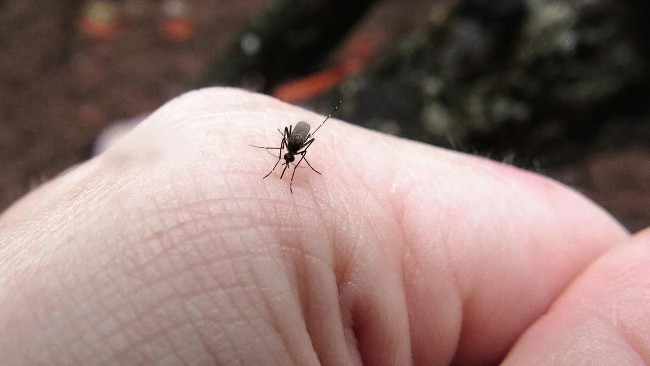 疟疾是什么原因引起的