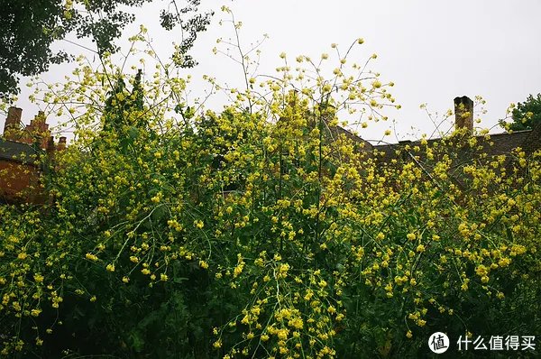 Contax G1 胶片相机:记录旅途的点点滴滴